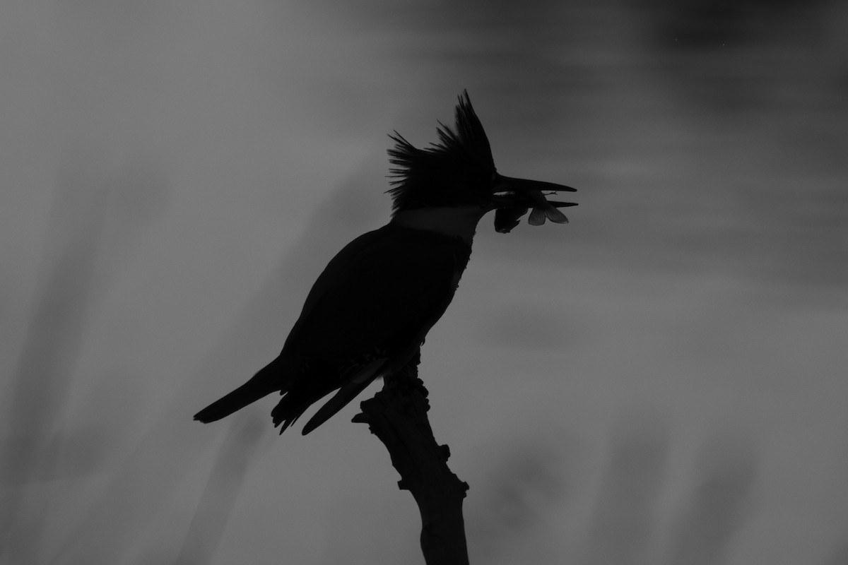 Martin handi iparramerikarra - ML644868357