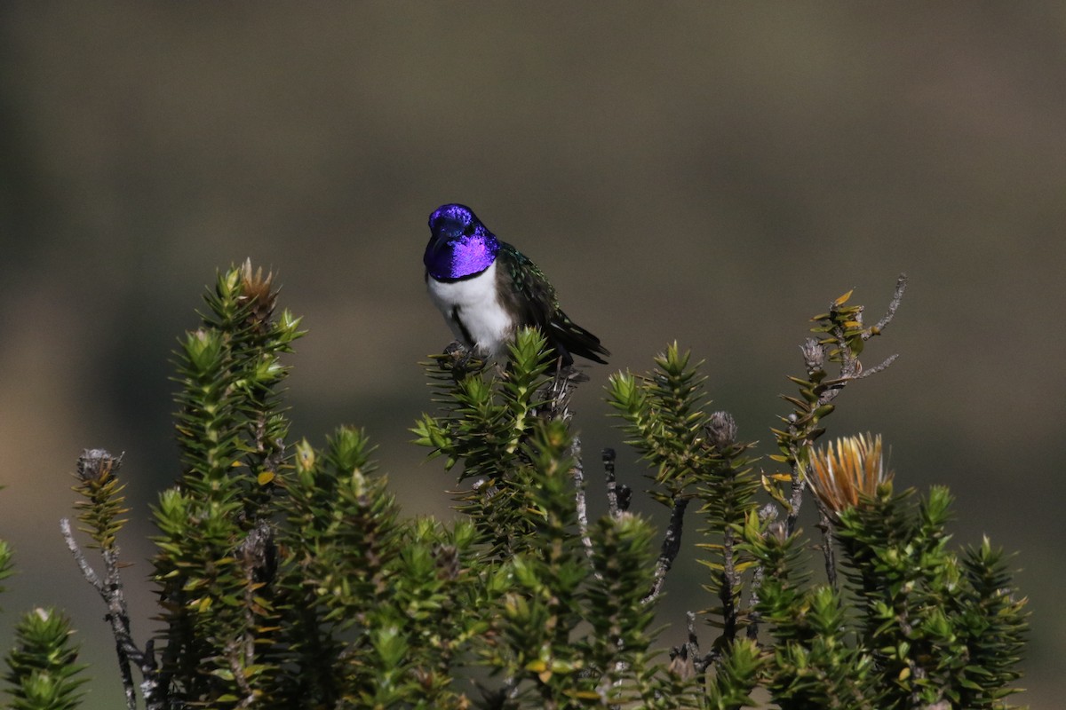 Ecuadorian Hillstar - ML644868358