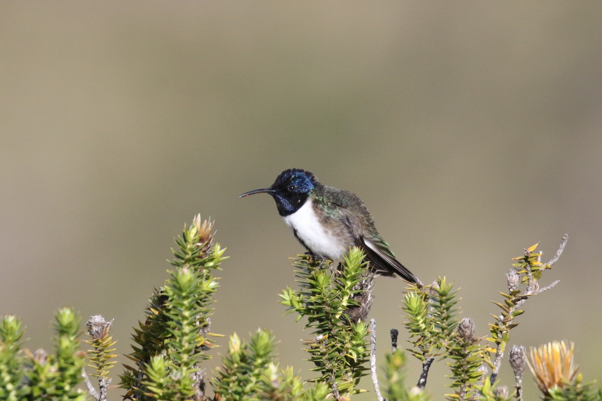 Ecuadorian Hillstar - ML644868359