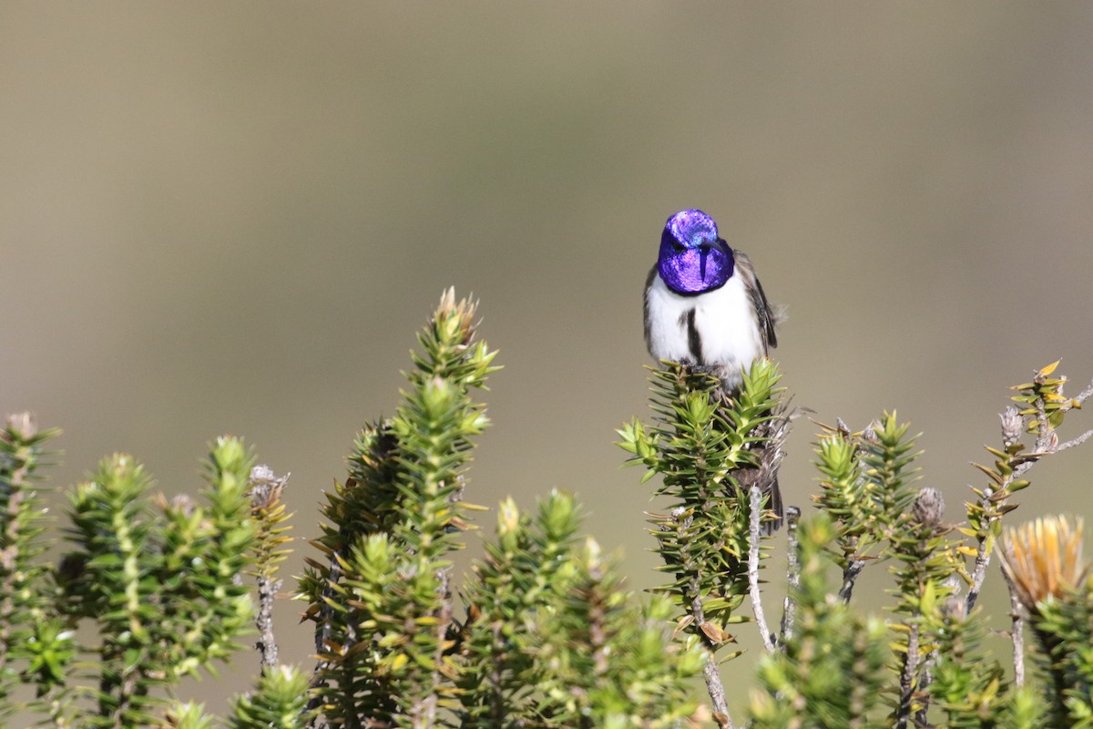 Ecuadorian Hillstar - ML644868361