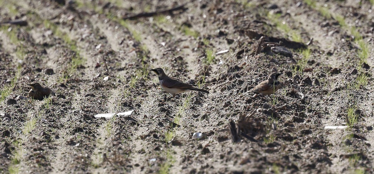 skřivan ouškatý - ML644868365