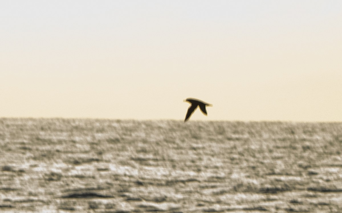 Sooty Shearwater - ML644868377