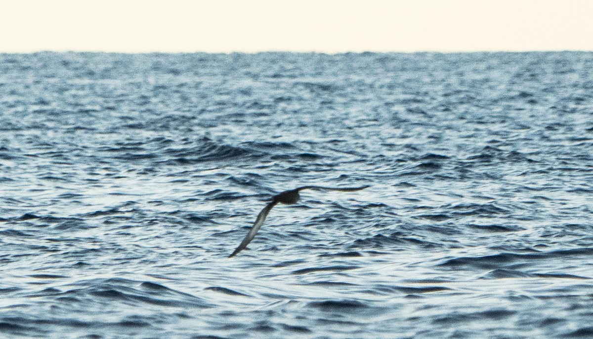 Sooty Shearwater - ML644868378