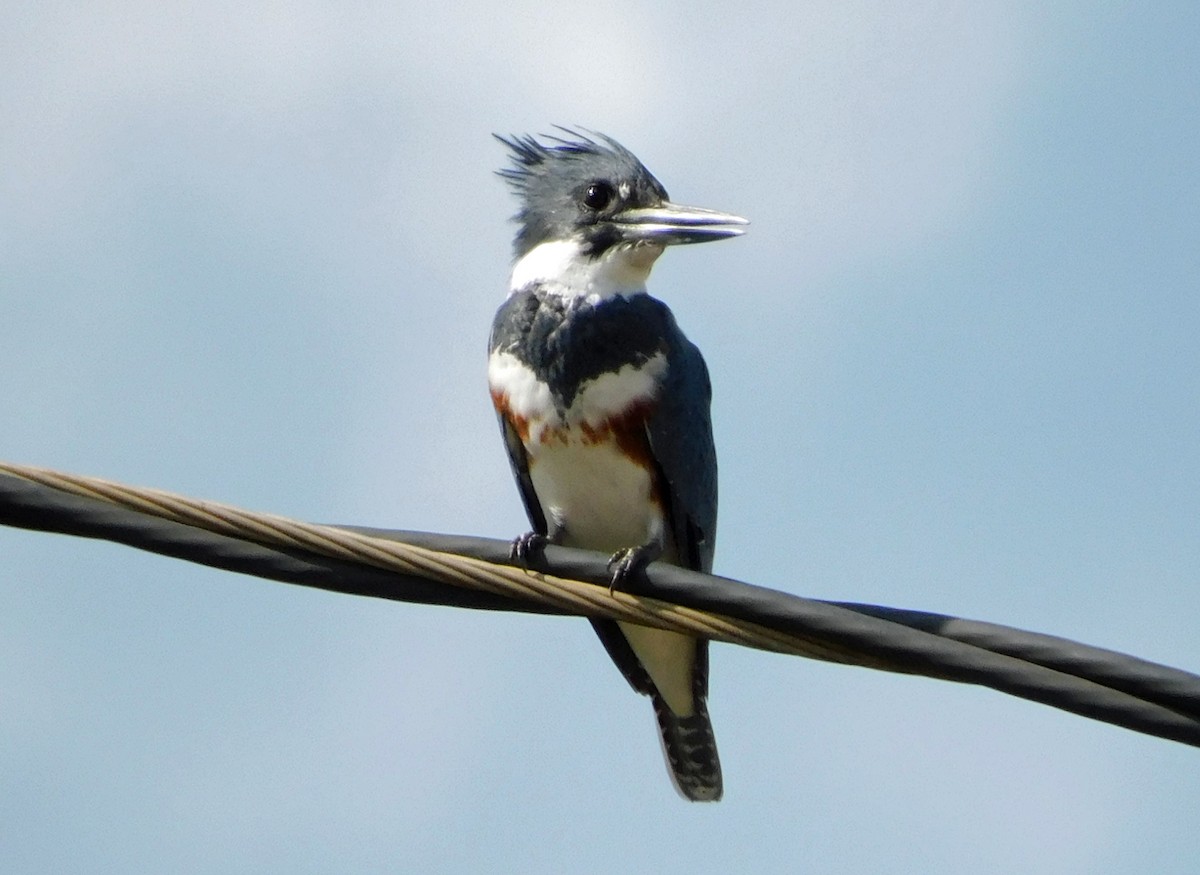 Martin handi iparramerikarra - ML644868382