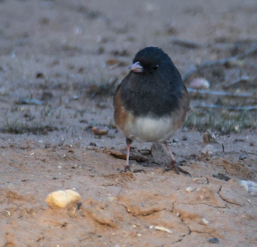 Dark-eyed Junco - ML644868396
