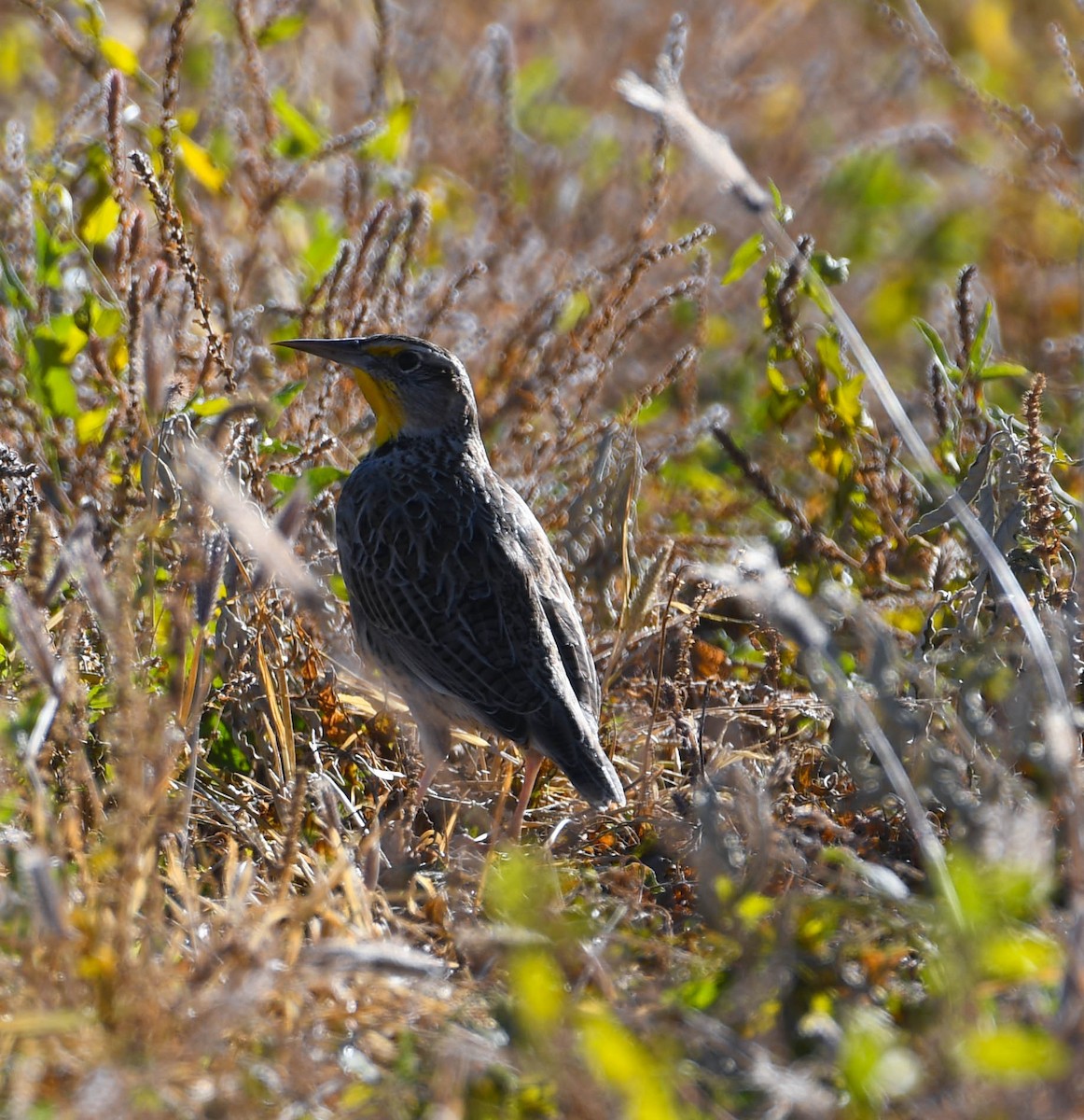 Western Meadowlark - ML644868432