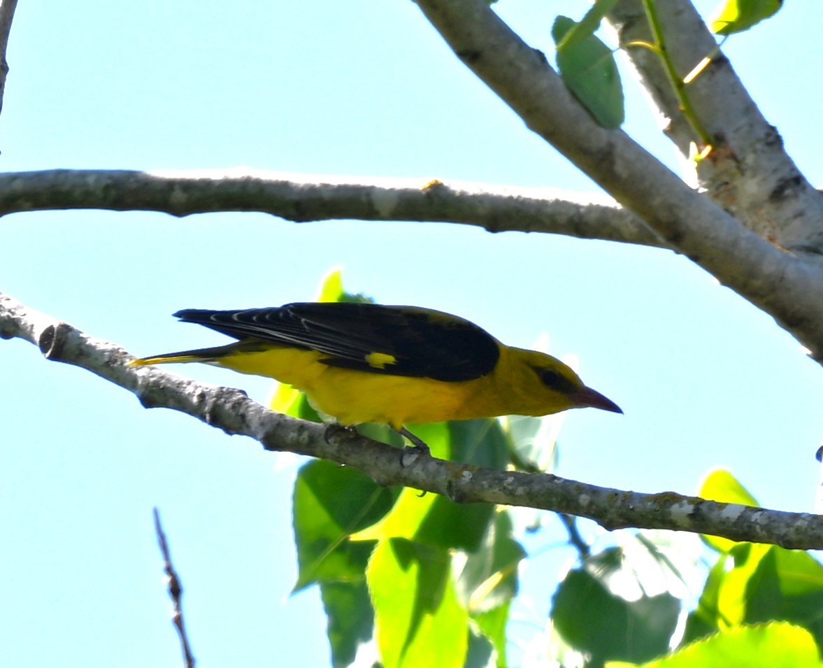 Oropéndola Europea - ML644868454