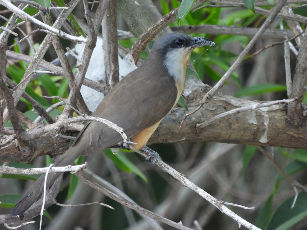 Кукліло бурий - ML644868457