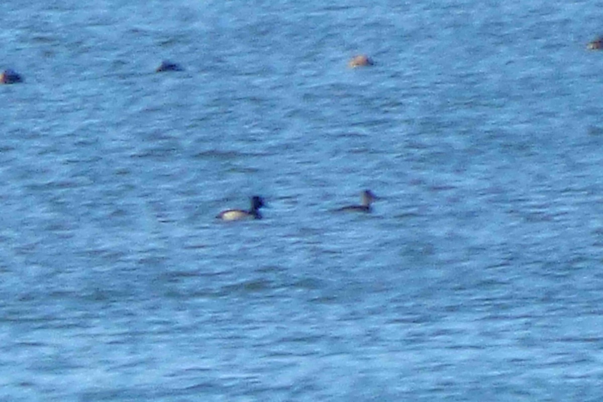 Ring-necked Duck - ML644868463