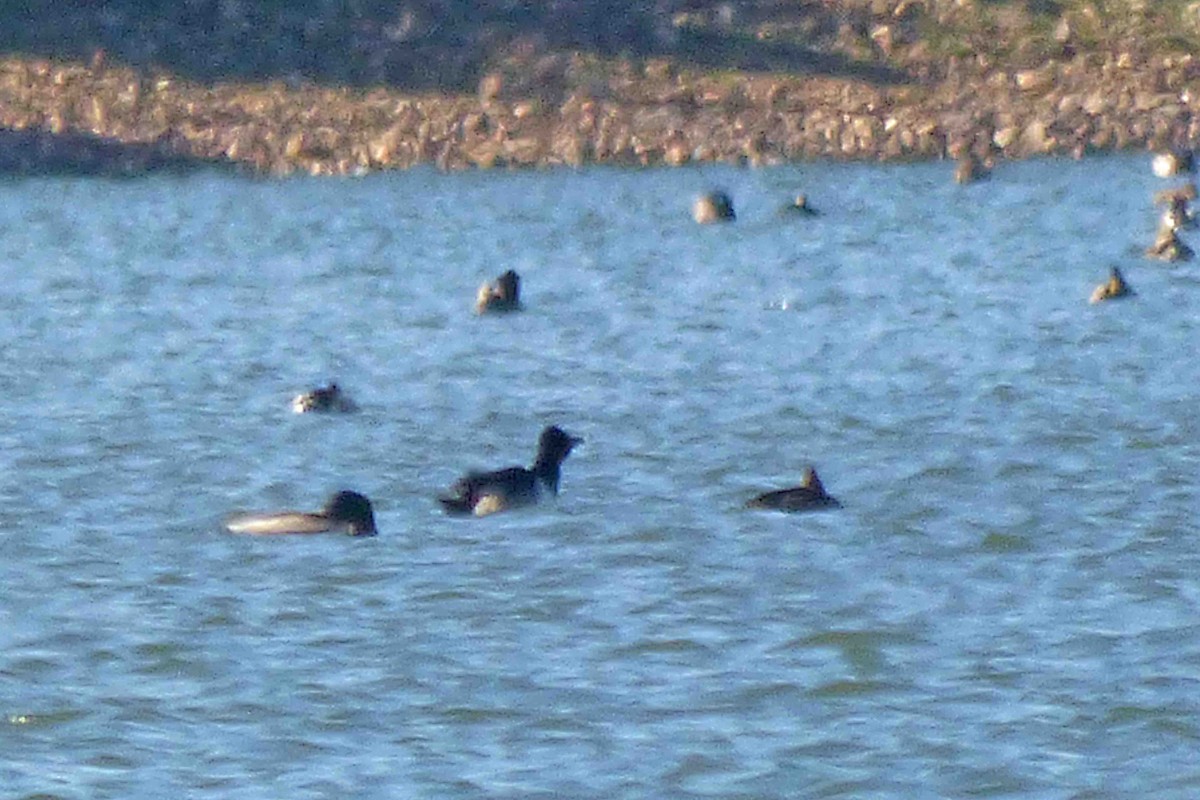 Ring-necked Duck - ML644868464