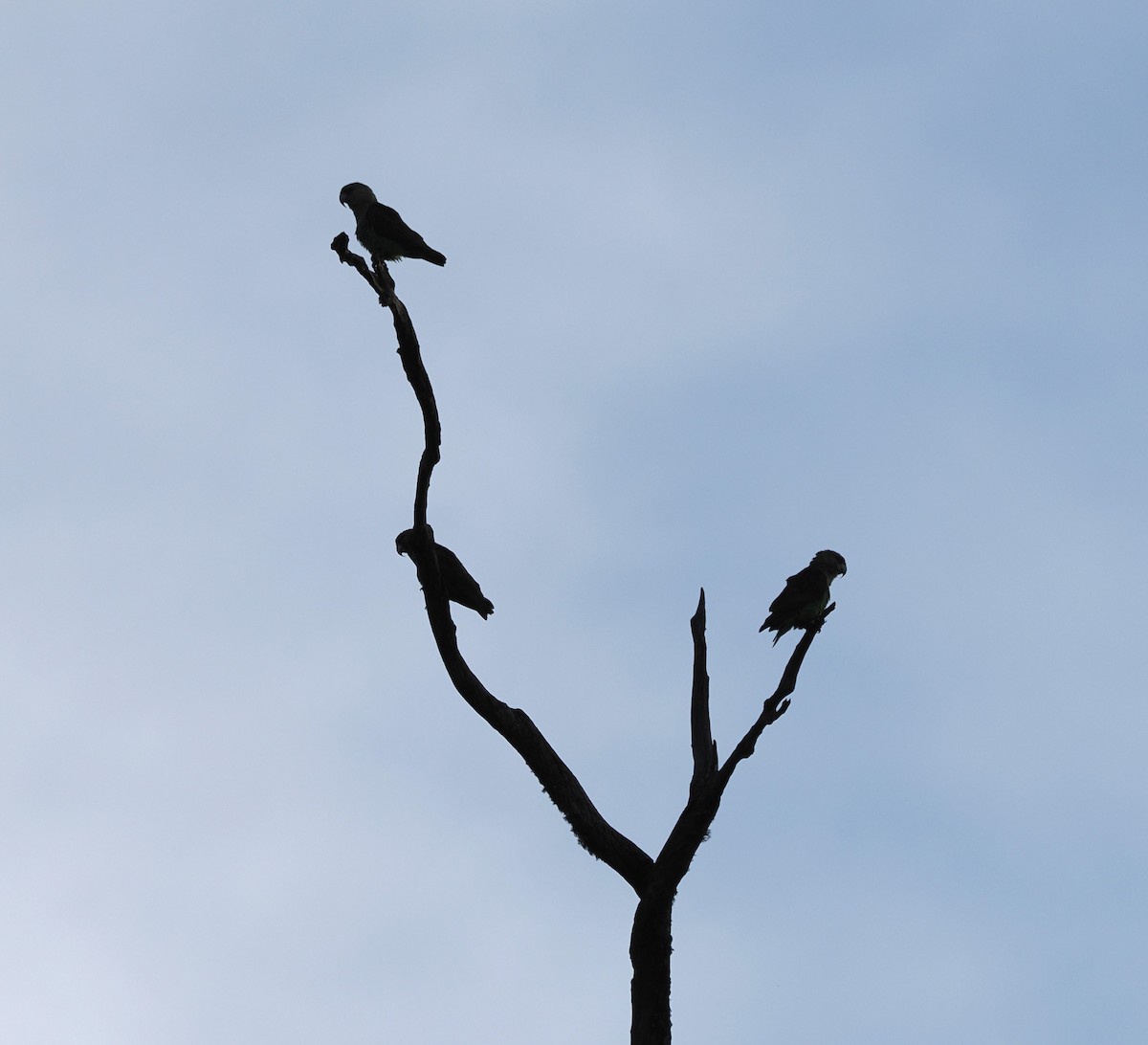 Cape Parrot - ML644868475