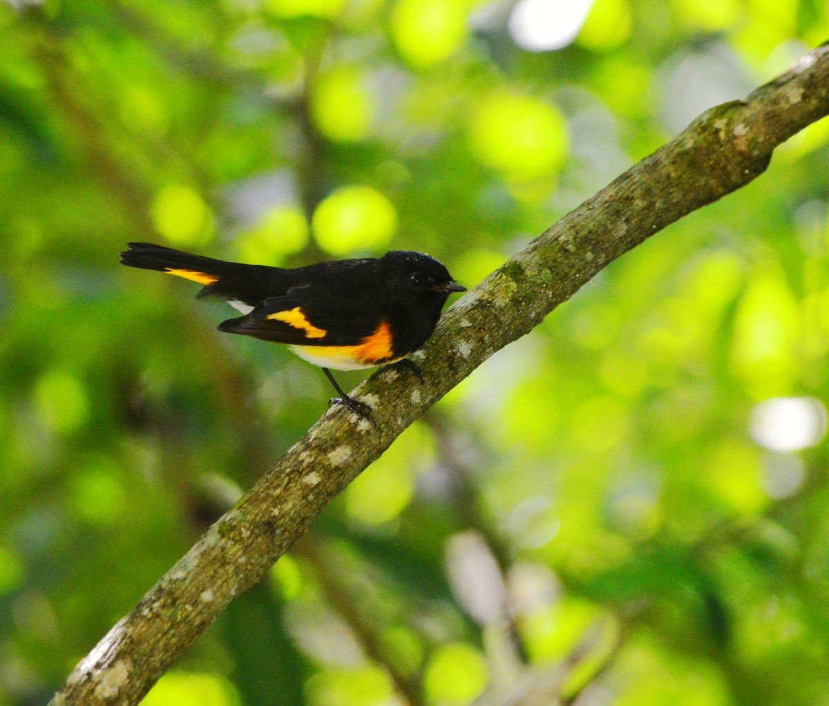 American Redstart - ML644868476