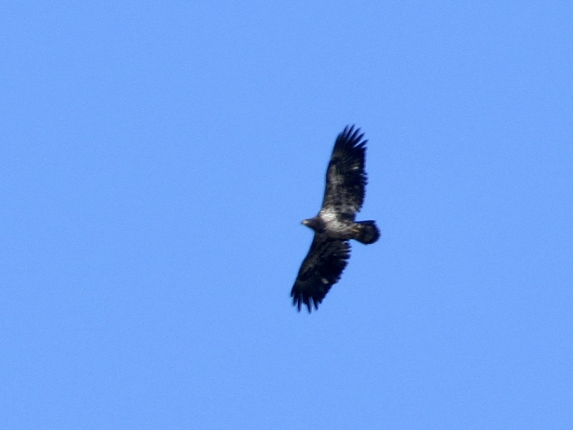 Орлан білоголовий - ML644868485