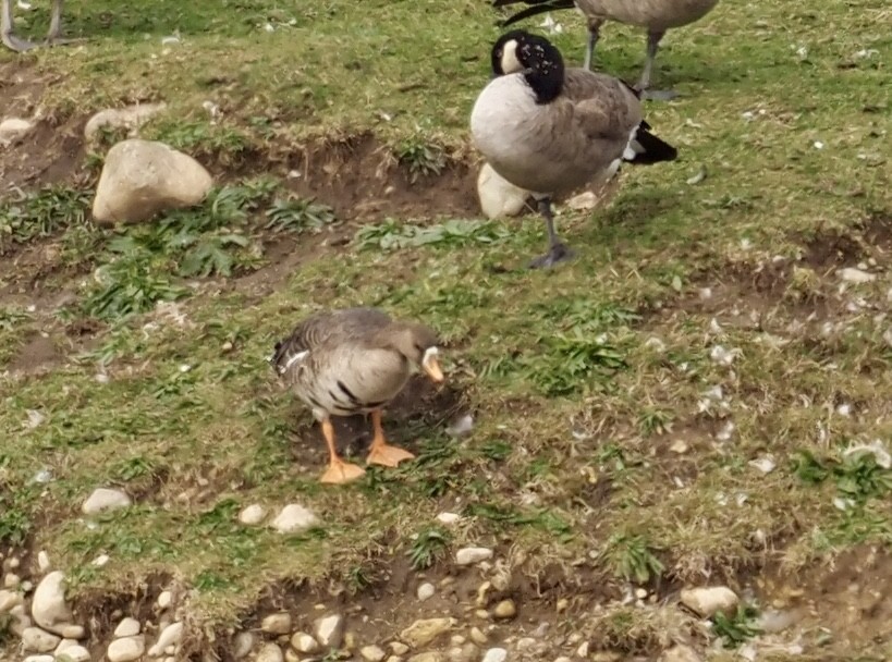 白額雁 - ML644868487