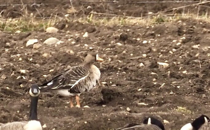 白額雁 - ML644868488