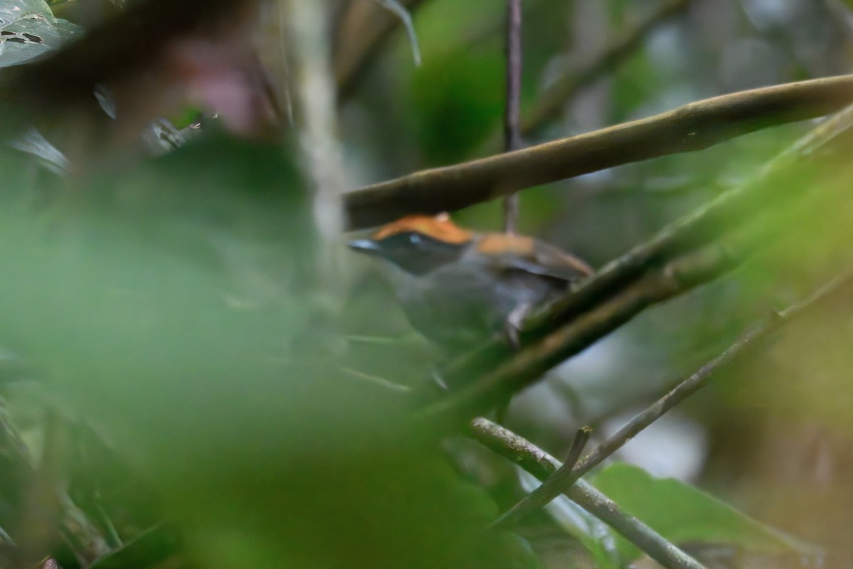 Black-cheeked Gnateater - ML644868497