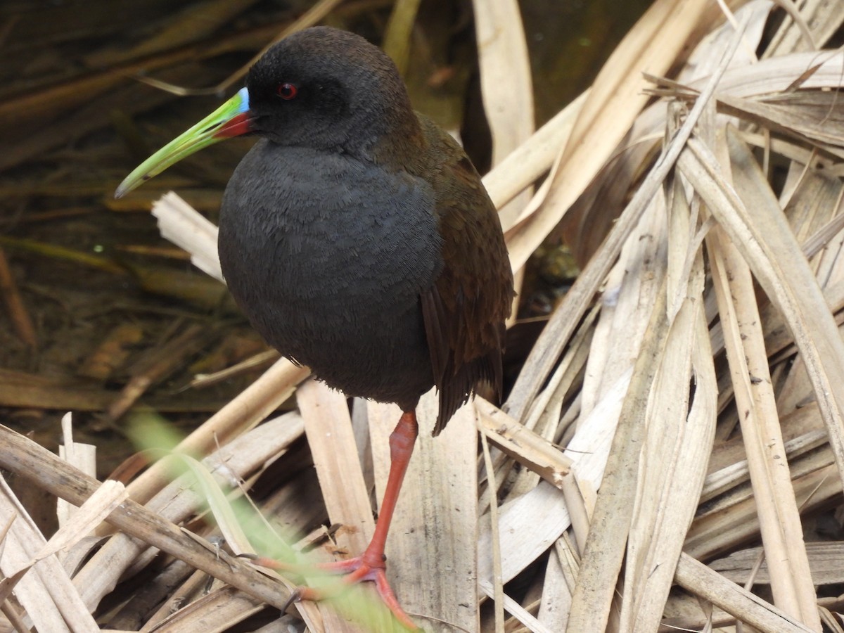 Kurşuni Sukılavuzu - ML644868506