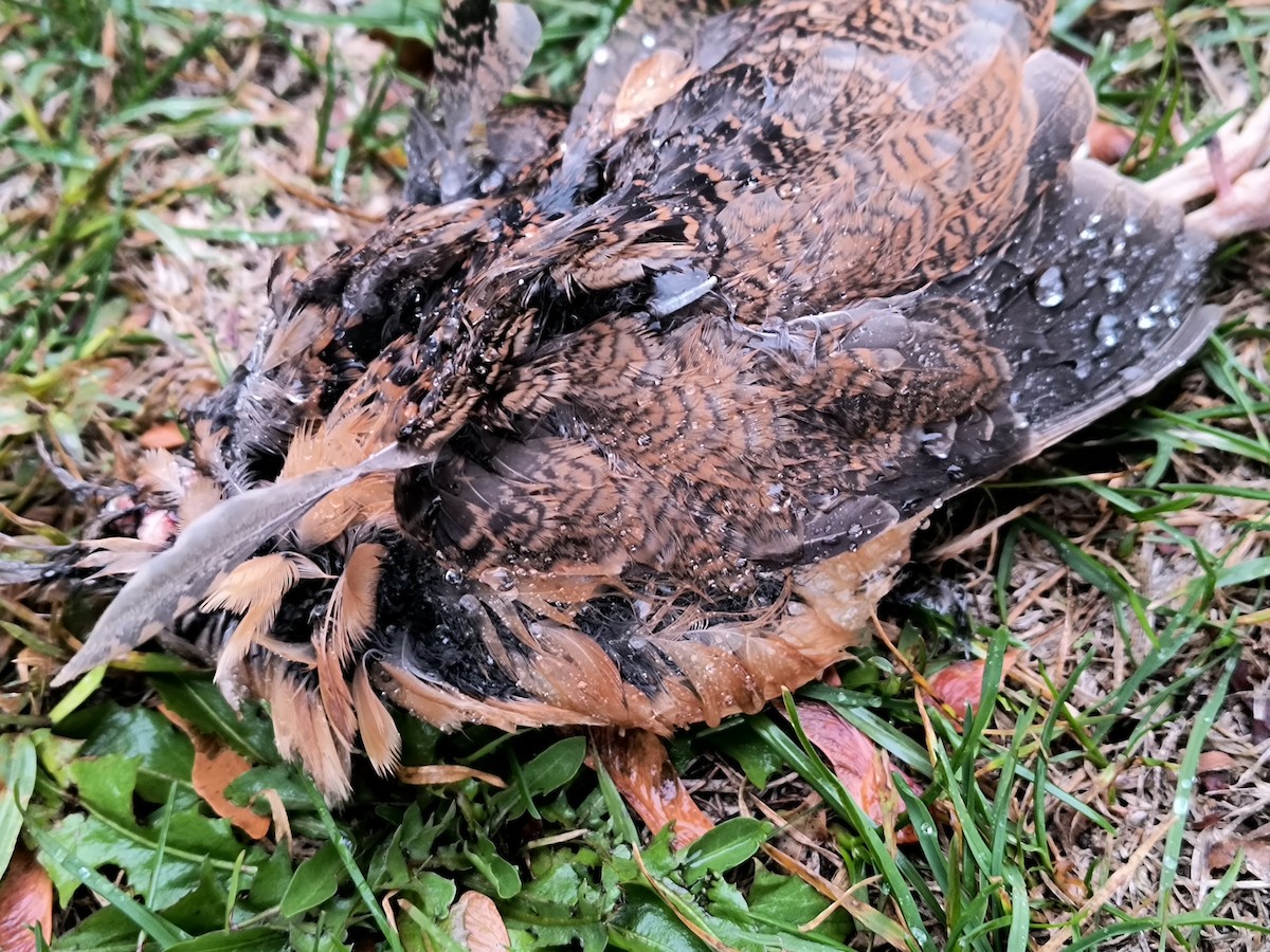 American Woodcock - ML644868530