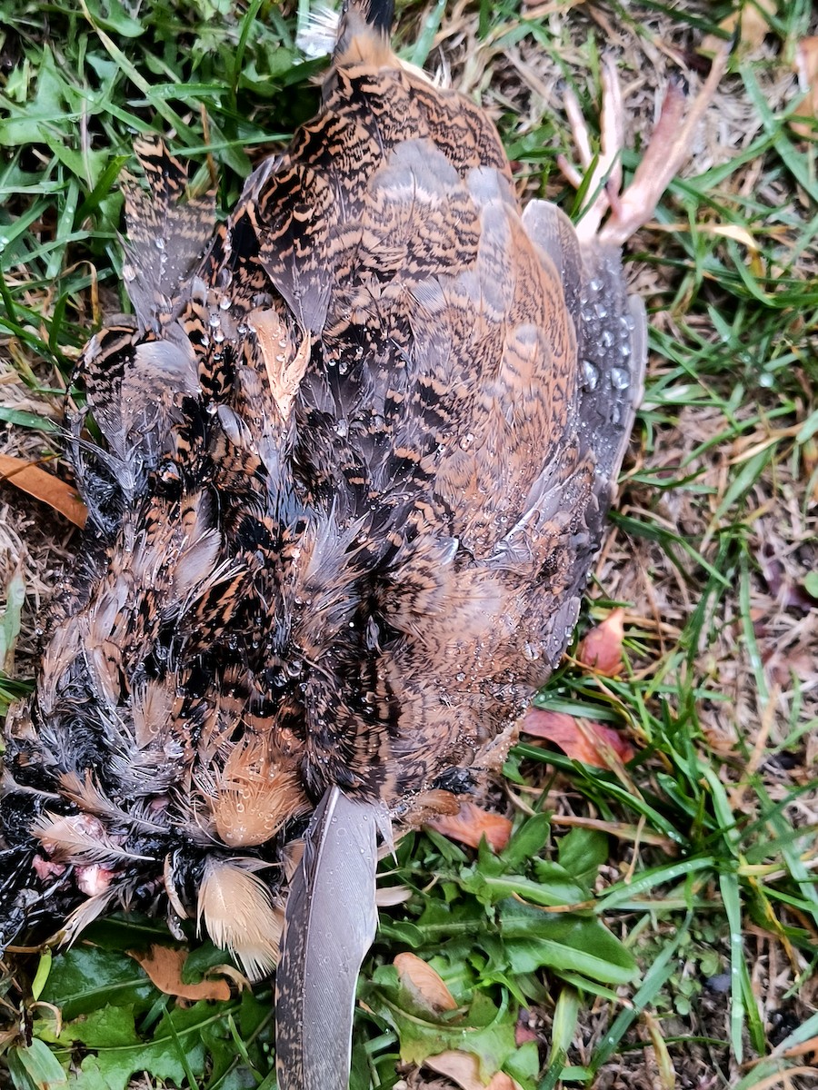 American Woodcock - ML644868534