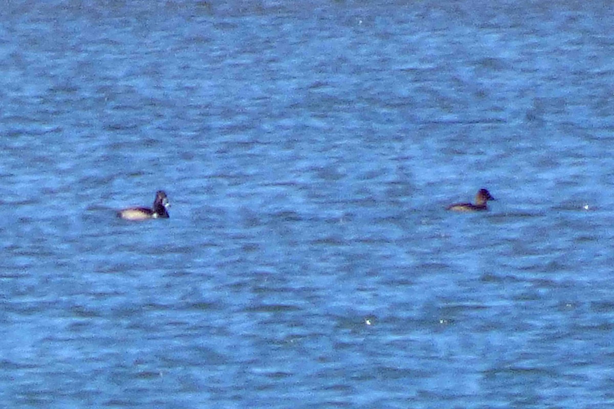 Ring-necked Duck - ML644868542