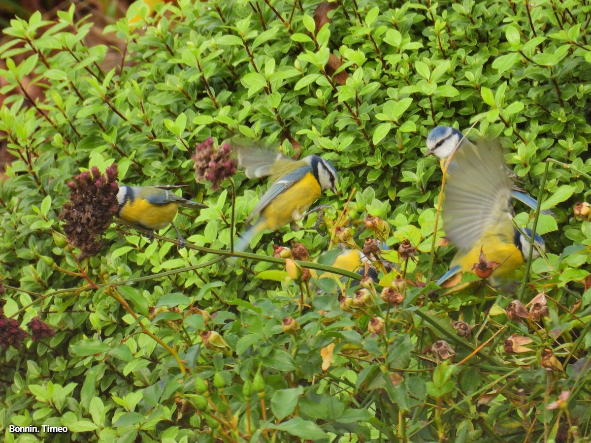 Herrerillo Común - ML644868543