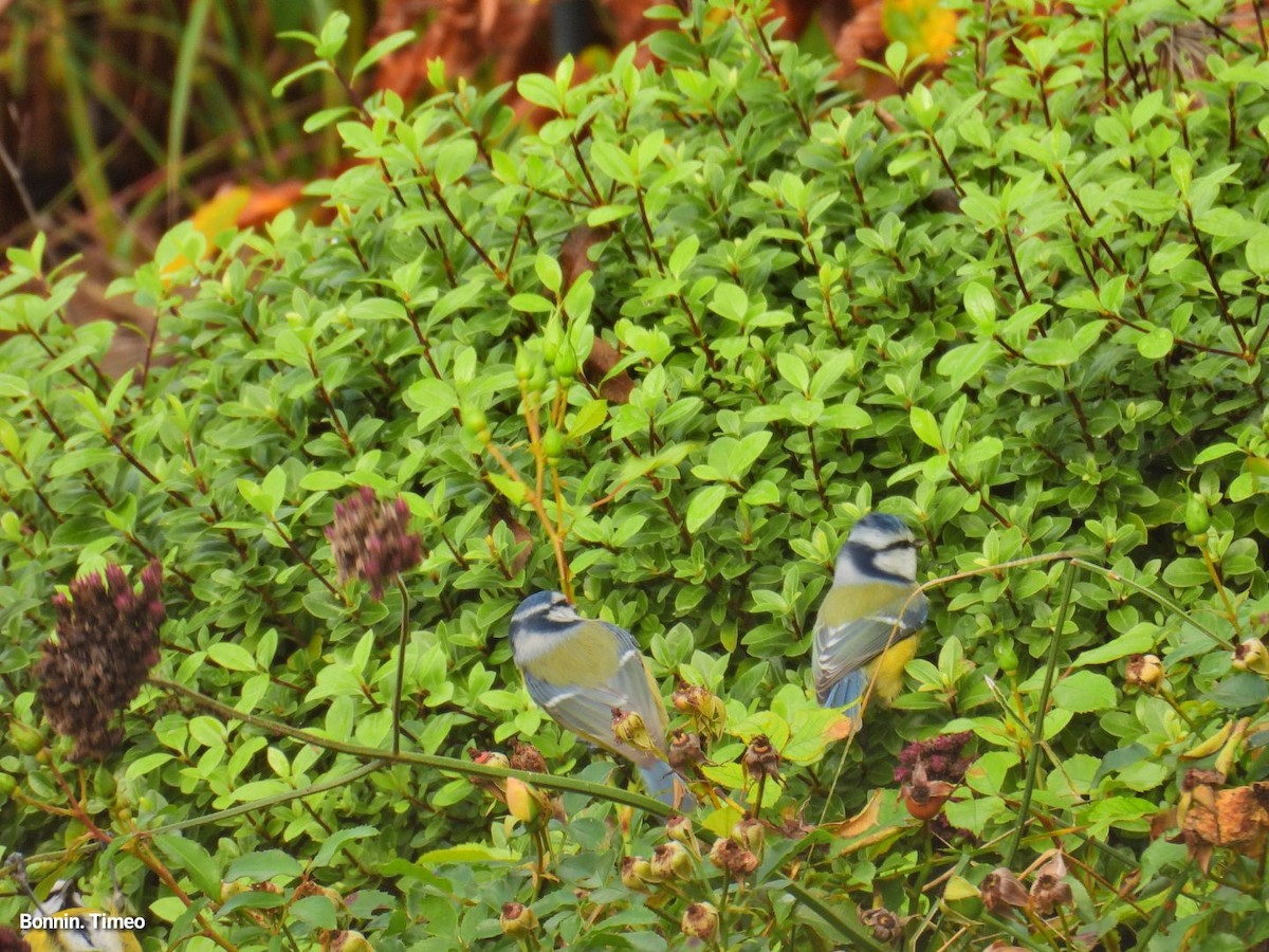 Herrerillo Común - ML644868544