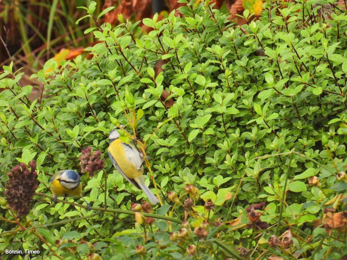 Herrerillo Común - ML644868545