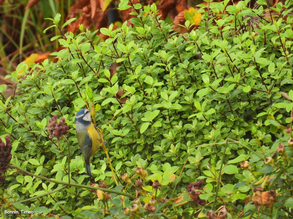 Herrerillo Común - ML644868546