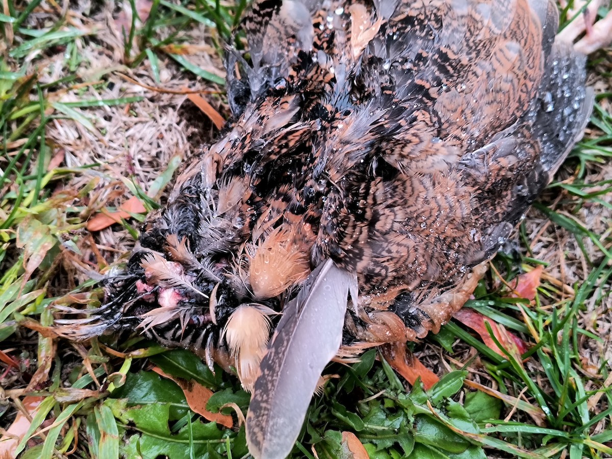 American Woodcock - ML644868547