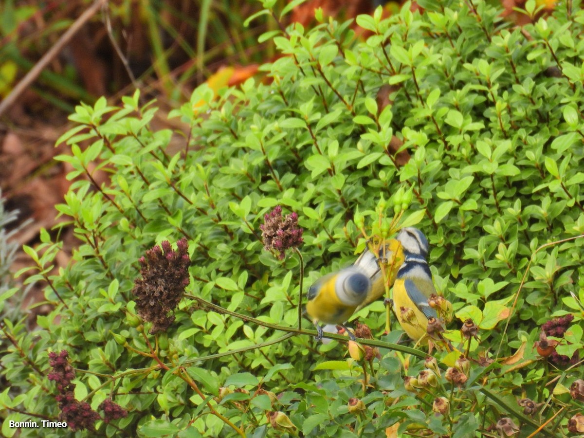 Herrerillo Común - ML644868548