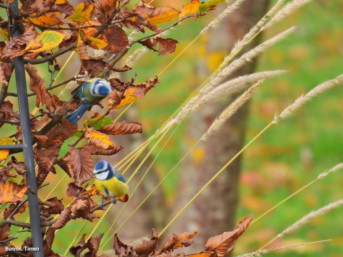 Herrerillo Común - ML644868549