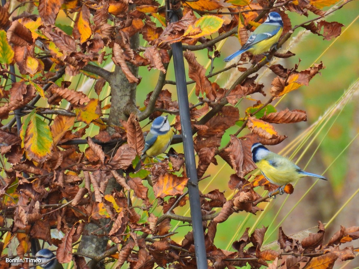 Herrerillo Común - ML644868550