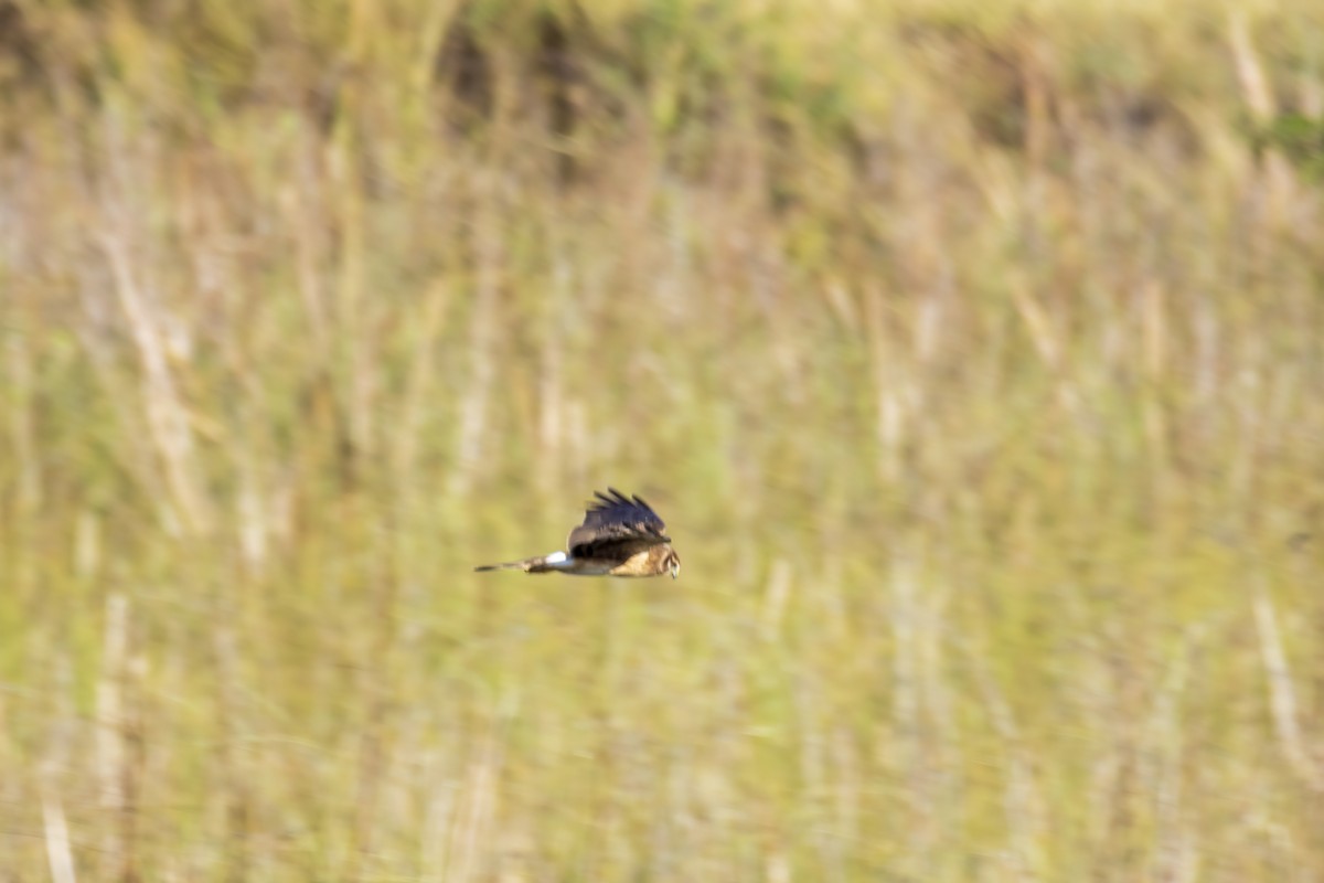 Американский лунь - ML644868556