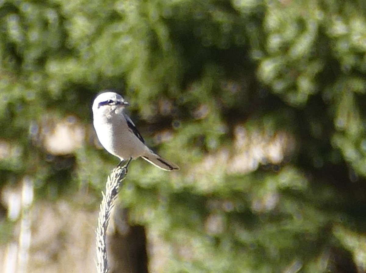 ťuhýk severní - ML644868558