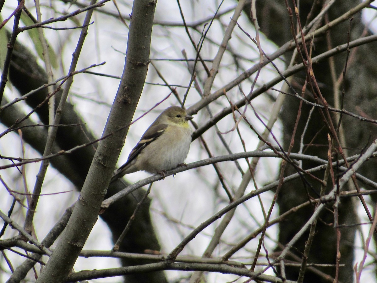 Altın İskete - ML644868562