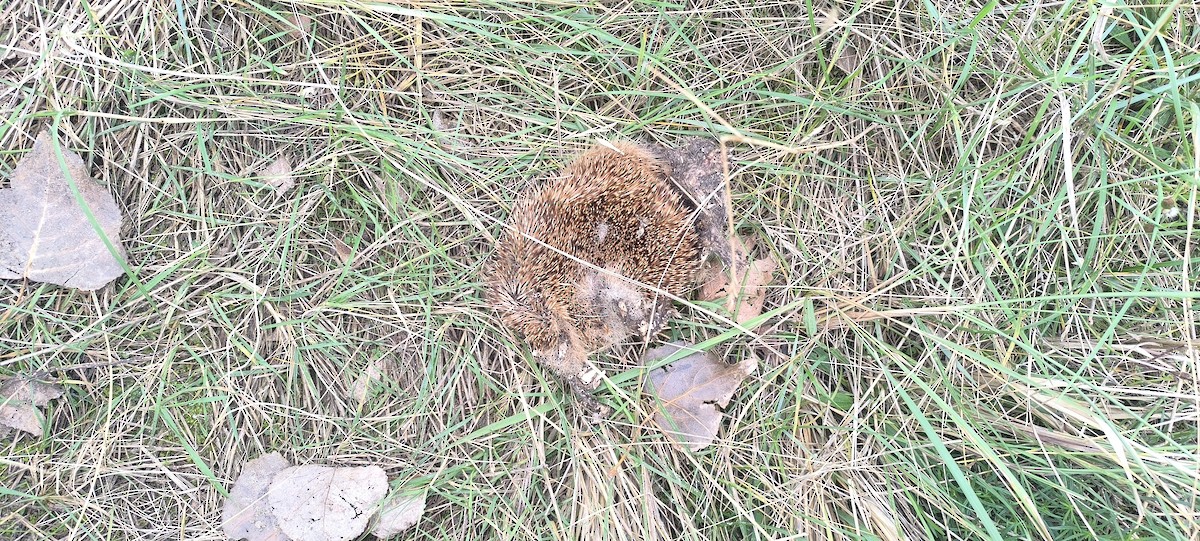 Common Hedgehog - ML644868567
