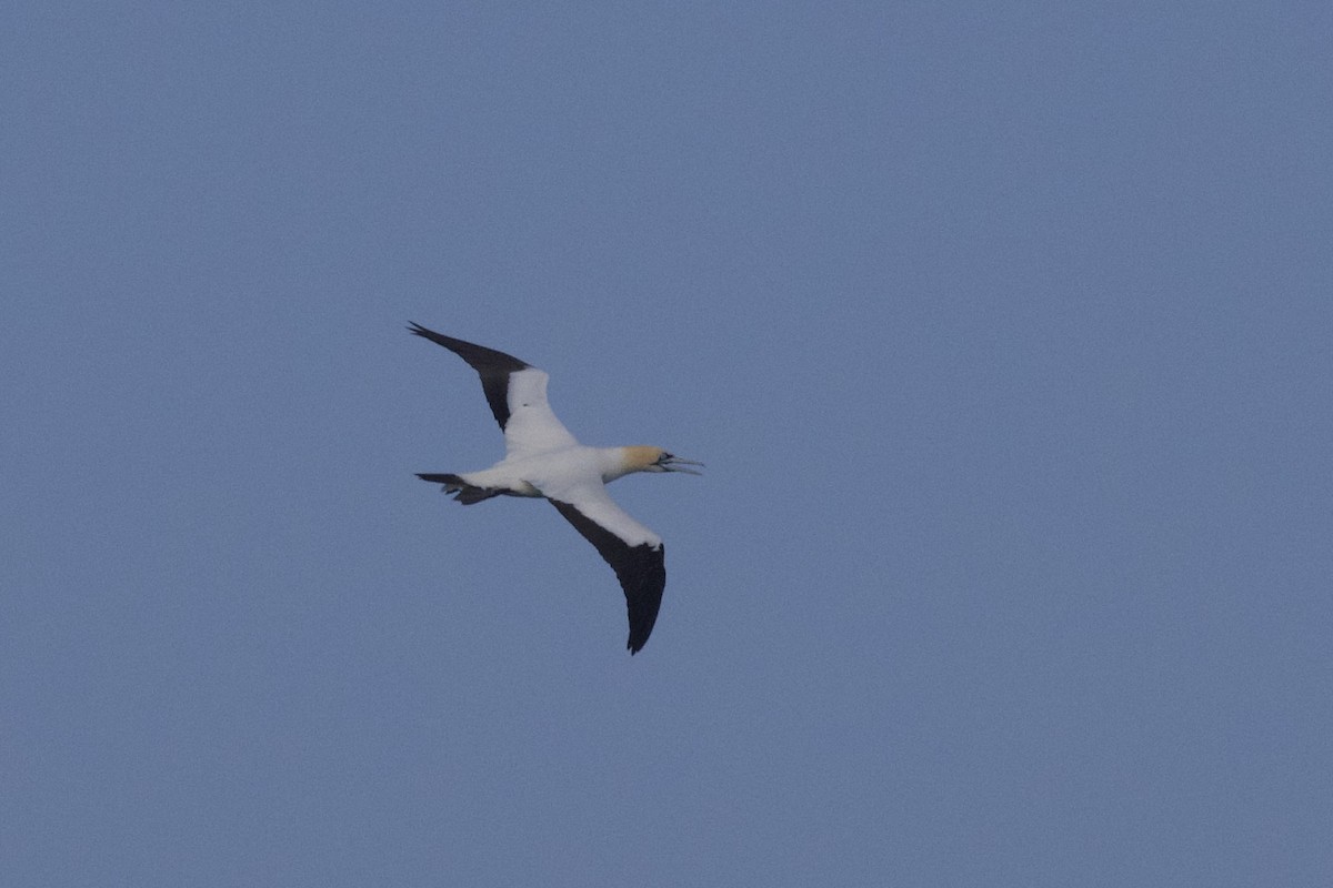 Lurmuturreko zanga - ML644868593