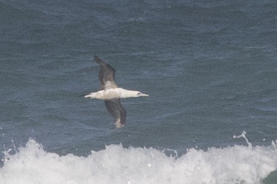 Lurmuturreko zanga - ML644868595