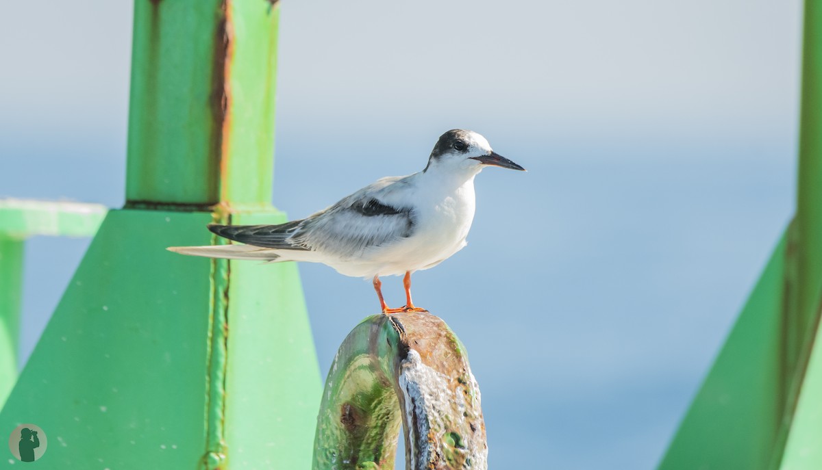 rybák obecný - ML644868604