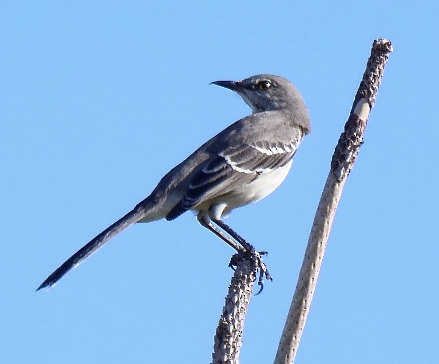 Northern Mockingbird - ML644868613