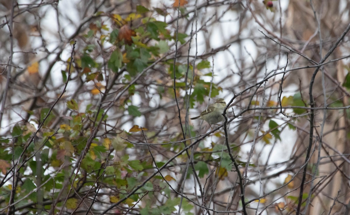 Yellow-browed Warbler - ML644868624