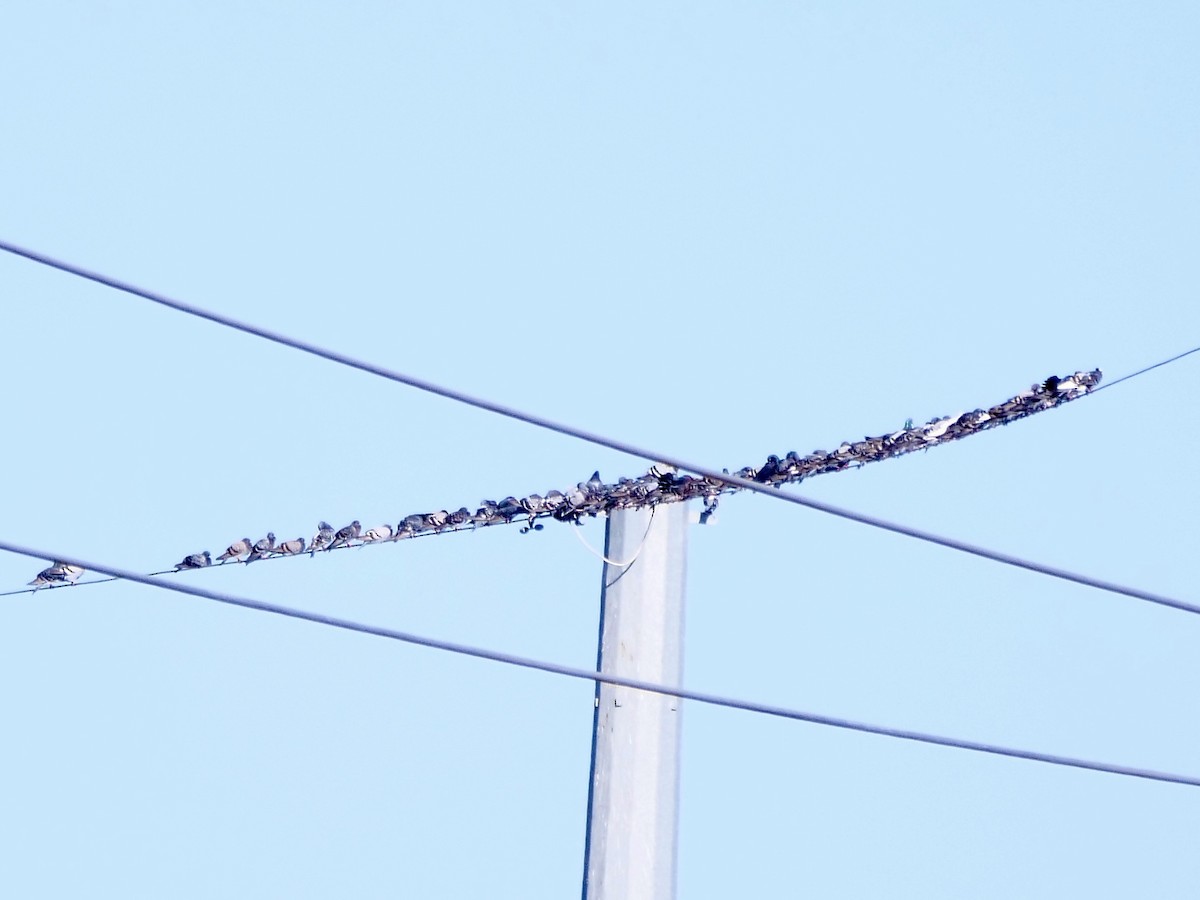 Rock Pigeon (Feral Pigeon) - ML644868633
