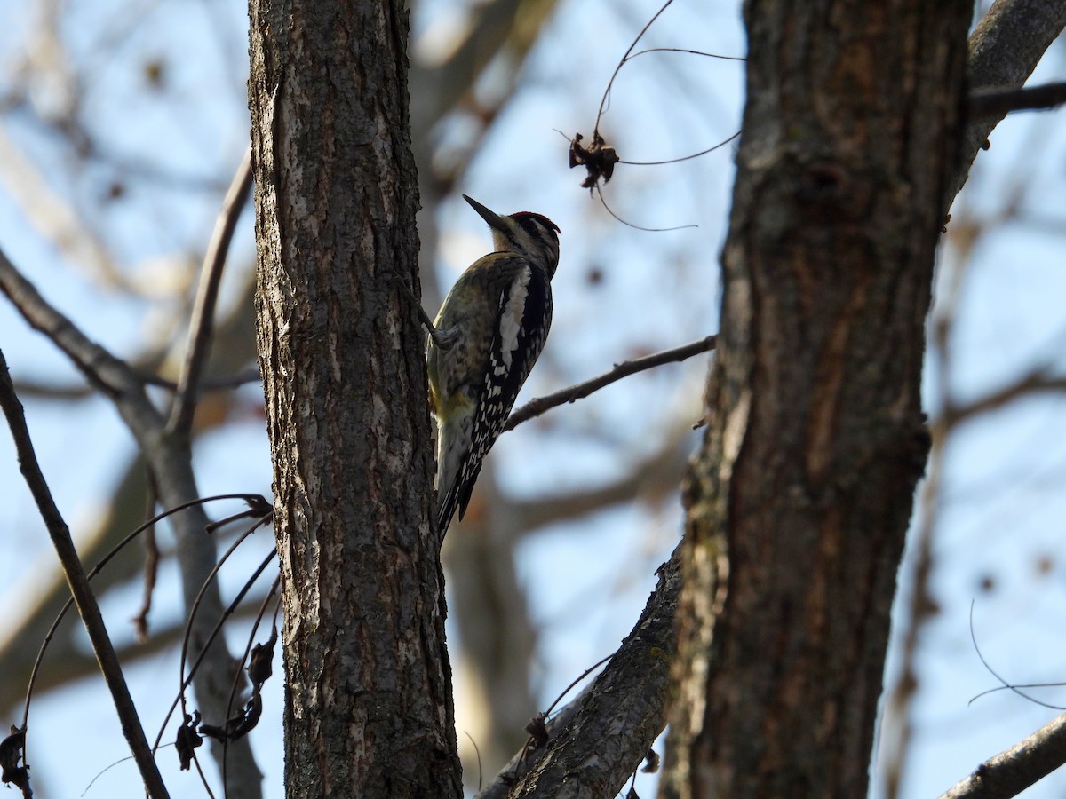 kanadasevjespett - ML644868636