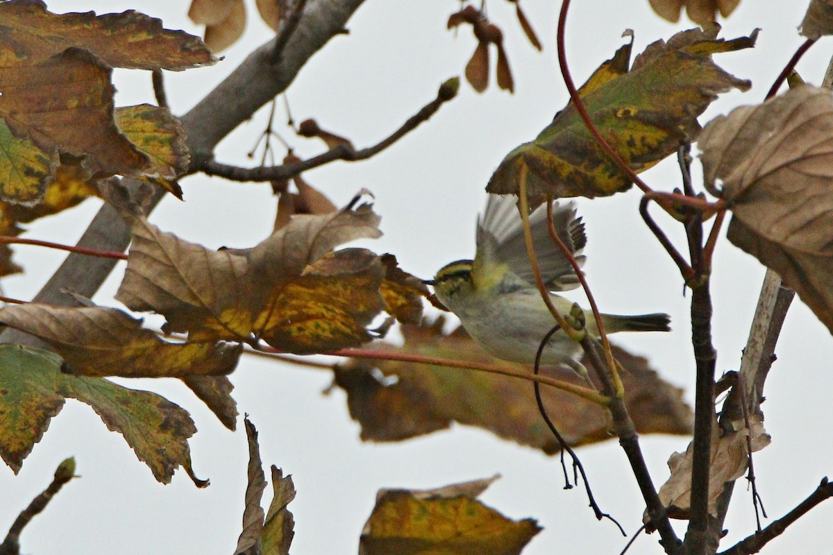 Pallas's Leaf Warbler - ML644868638