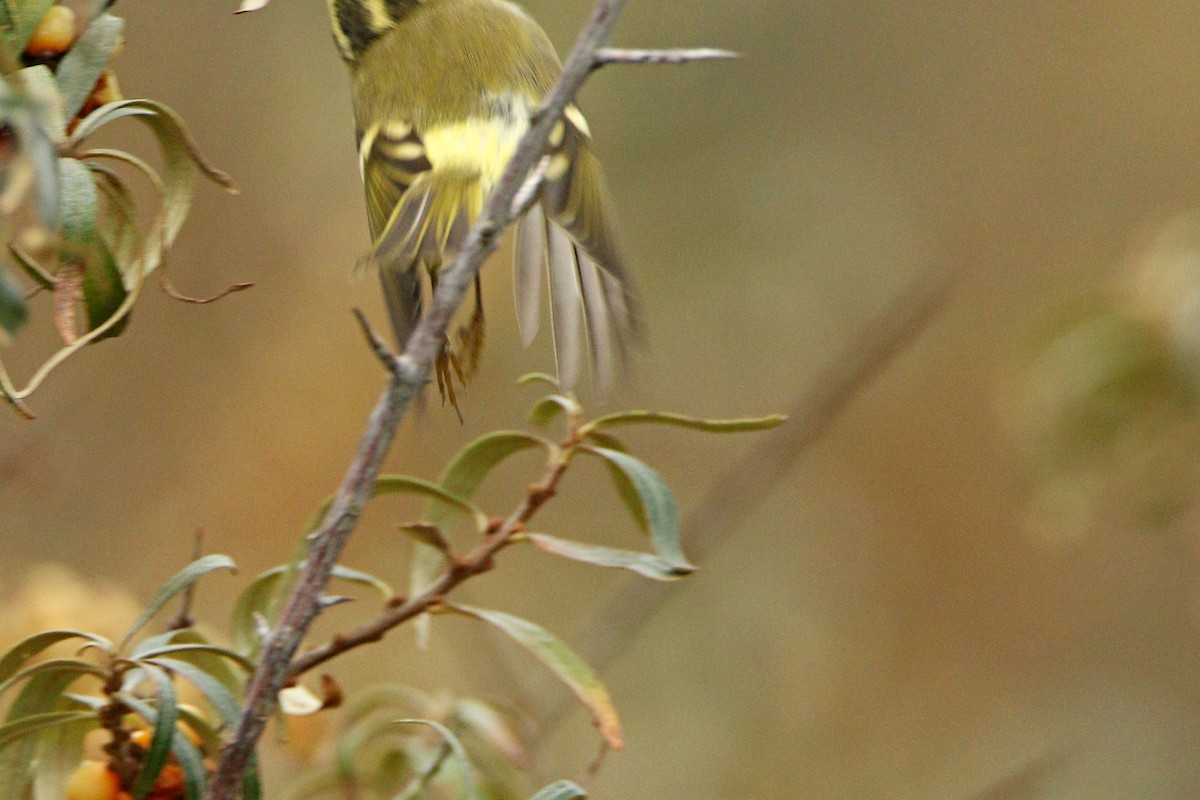 Pallas's Leaf Warbler - ML644868639