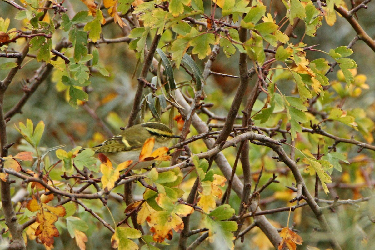 Pallas's Leaf Warbler - ML644868640