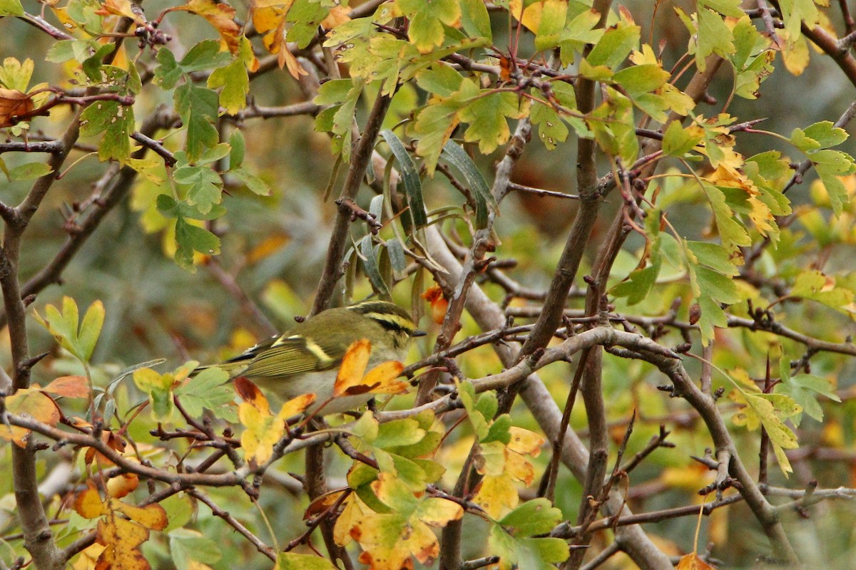 Pallas's Leaf Warbler - ML644868641