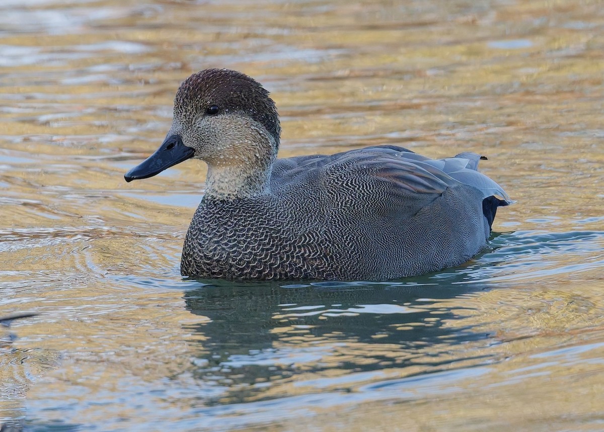 Gadwall - ML644868642