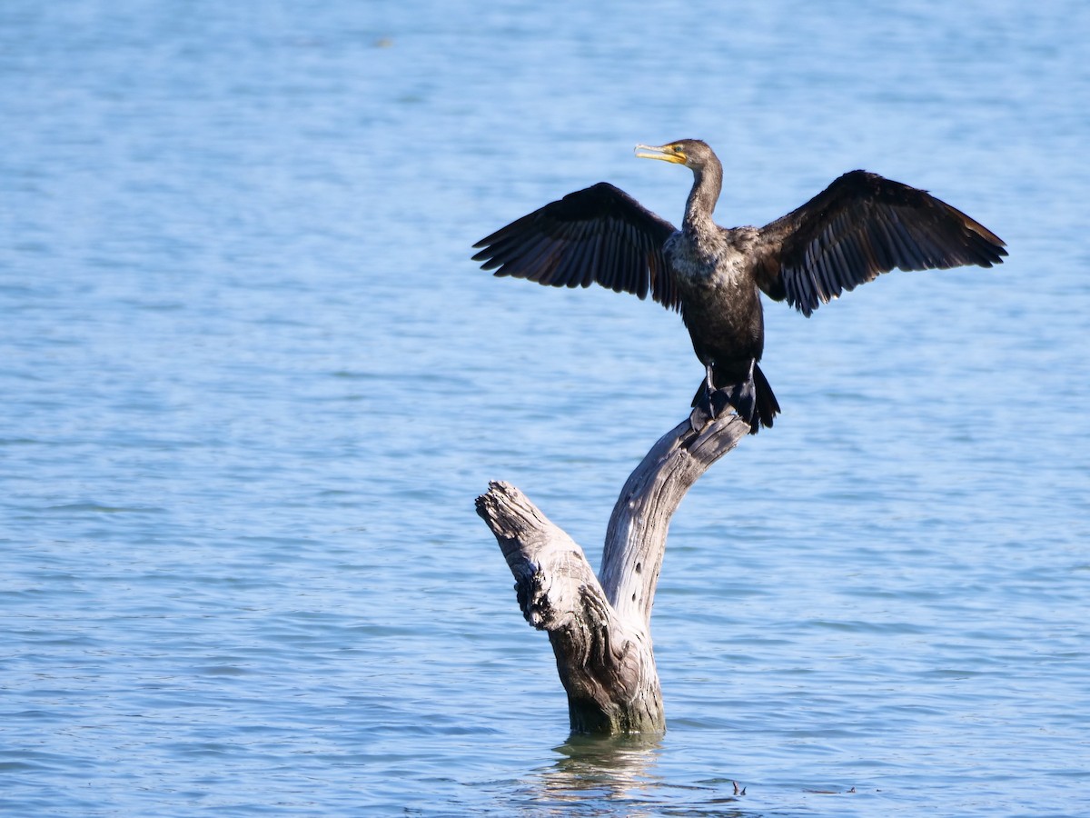 Double-crested Cormorant - ML644868651