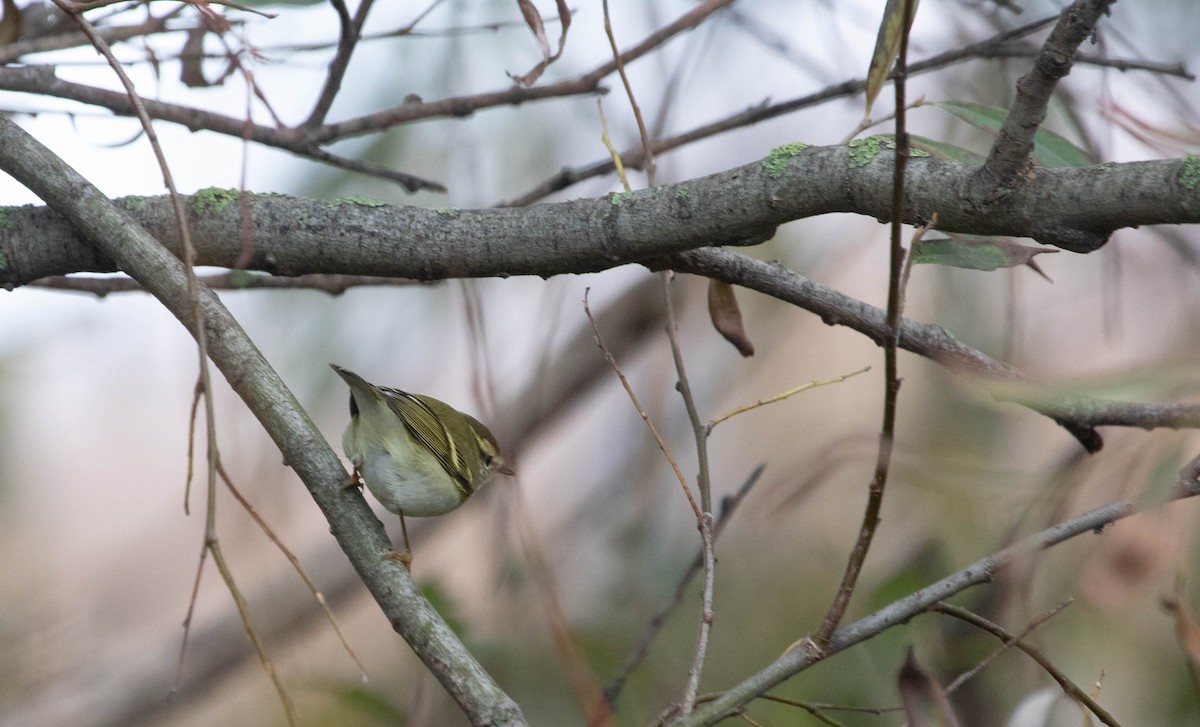 Yellow-browed Warbler - ML644868652